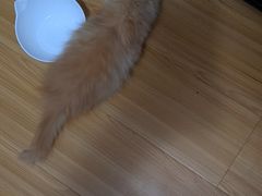 -喵zoo家庭繁育猫舍(尖东智能花园店)