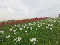 -径山花海
