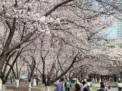 -西北湖绿化广场