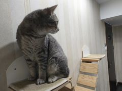 -宠爱国际动物医院·消化内科·心肾内科·ISFM猫友好(望京店)