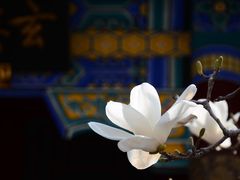 -天津大悲禅院