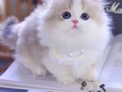 -欣宠猫屋·矮脚拿破仑·蓝金金渐层