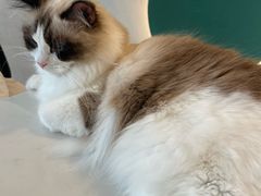-飞行喵MR PILOT|猫舍·猫咖(静安大融城店)
