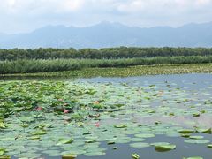 -野鸭湖国家湿地公园