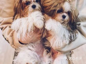 “和它”一起来撸狗把烦恼统统撸掉️