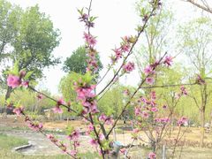 -莲花池公园