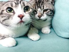 -爱妮康宠物医院·干细胞免疫细胞·肿瘤·心脏(张江店)