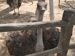 -青藏高原野生动物园