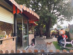 -柴犬高等学院·狗咖·柴犬售卖·宠物训练