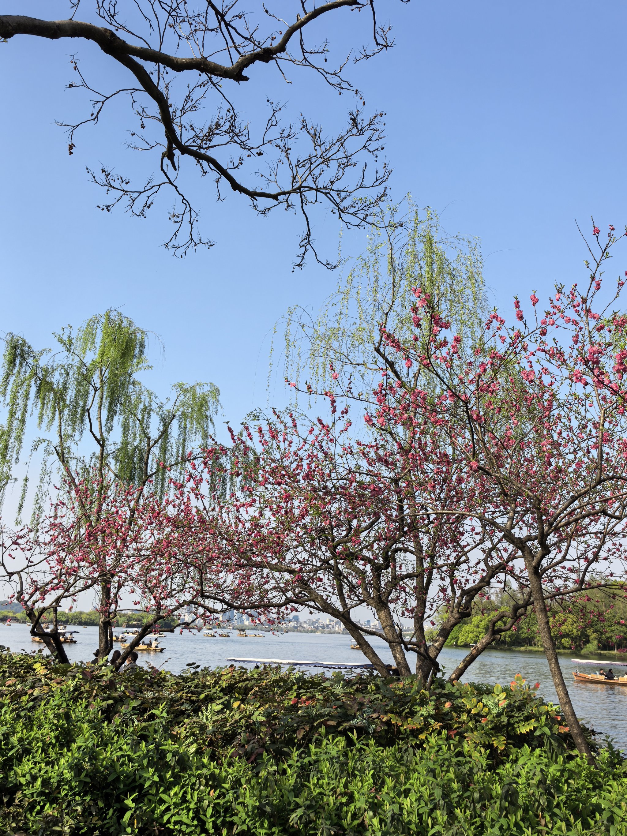 桃红柳绿醉春烟🌿双色碧桃冠西湖🌸