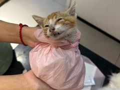 -御宝贝·A梦猫科宠物医院(国际猫友好医院)