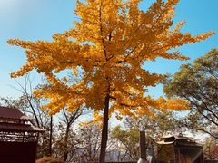 -高尔山公园