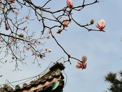 -颐和园