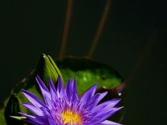 -国家植物园南园