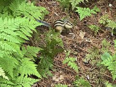 -五营红松林海景区