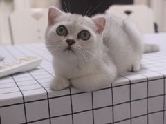 -创凡宠物医院·骨专科  猫科中心(西乡分院)