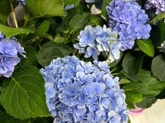 -溪岸路花鸟市场