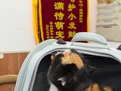 -宠福鑫动物医院·动物疾病诊疗中心(天通苑店)