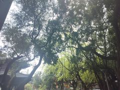 -荔湾湖公园