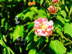 -艾溪湖湿地公园