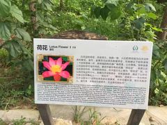 -白洋淀景区