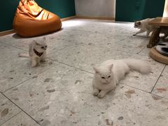 -飞行喵MR PILOT|猫舍·猫咖(静安大融城店)