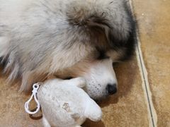 -李小姐の猫咖啡馆(五角场店)