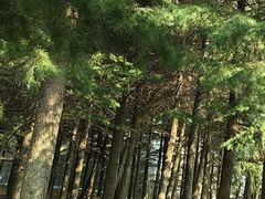 -石岛赤山风景区