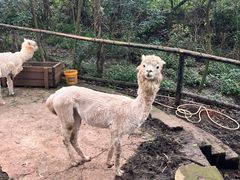 -云南野生动物园