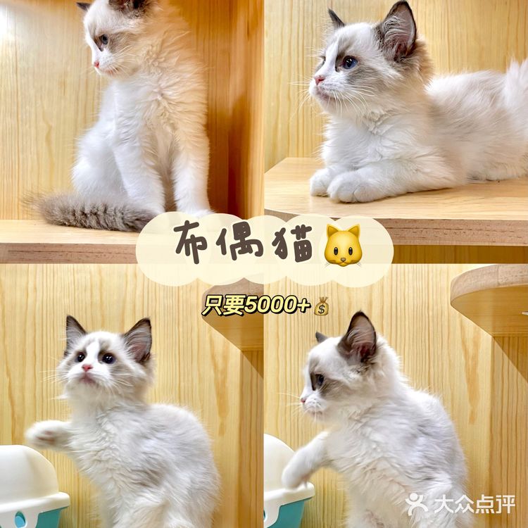 上海宠物店推荐|找到了买猫狗的好地方！