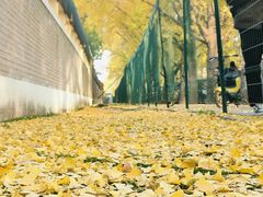 -三里屯东五街银杏大道