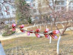 -桃花堤公园