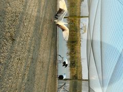 -盐城丹顶鹤湿地生态旅游区