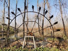 -合肥滨湖国家森林公园