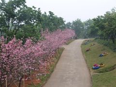 -天适樱花悠乐园