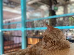 -猫小院猫主题咖啡厅(北锣店)