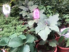 -曲阳花鸟市场(曲阳路店)