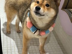 -柴务处·柴犬主题狗咖
