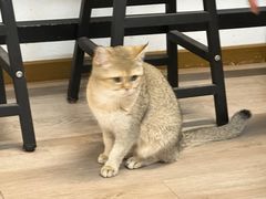 -柴迷FANS CLUB·柴犬狗咖·猫咖