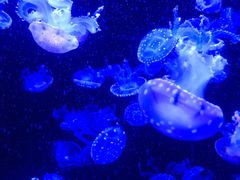 -成都浩海立方海洋公园