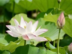 -荔湾湖公园