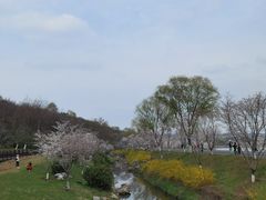 -羊山湖公园