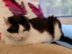 -Anne猫窝咖啡屋
