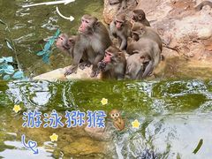 -广州长隆野生动物世界