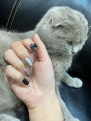 -柚子•猫美睫美甲