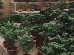 -保定市花鸟鱼虫市场