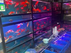 -武汉花鸟市场