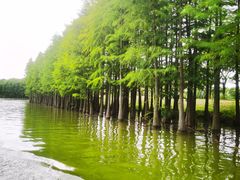 -苏州太湖国家湿地公园