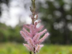 -黑龙江省森林植物园