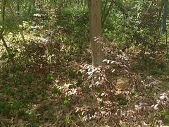 -上海佘山国家森林公园天马山园